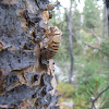 Cicada Molt