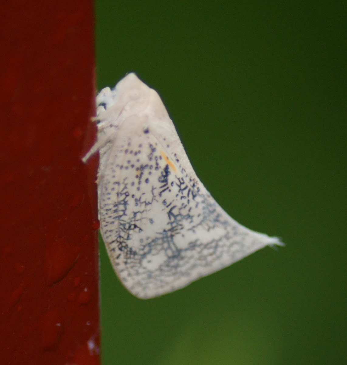 Flatid Planthopper