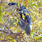 Black Crowned Night Heron
