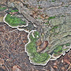 Green Bracket Fungus