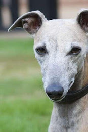 Whippet Puzzle poster 3