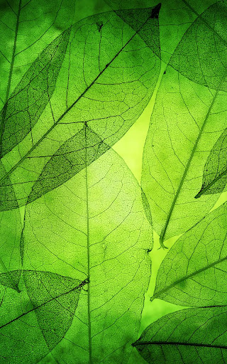 Green Leaves Live Wallpaper