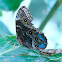 Morpho