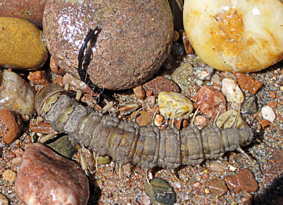Hellgrammite (aquatic larval stage of the Dobsonfly)