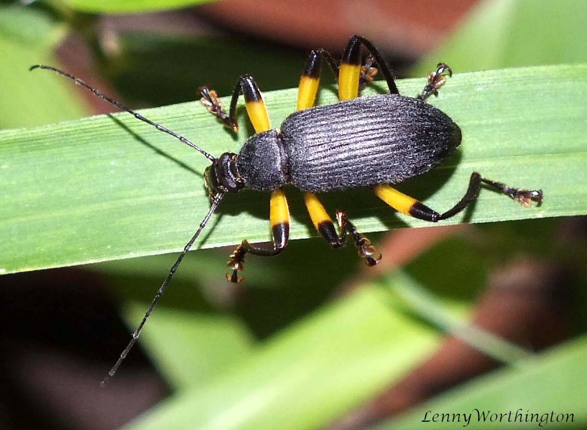 Comb-clawed Beetle