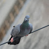 Rock pigeon/Rock dove