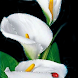 Calla Lilly Sparkle Free LWP