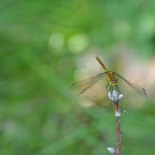 Dragon Fly