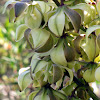 Mojave Yucca (flowers and seed pods)