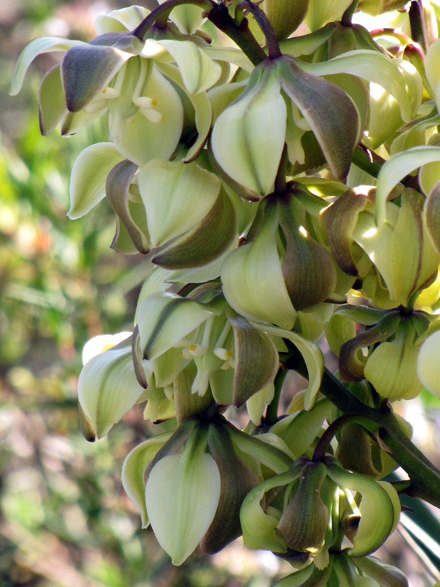 Mojave Yucca (flowers and seed pods)