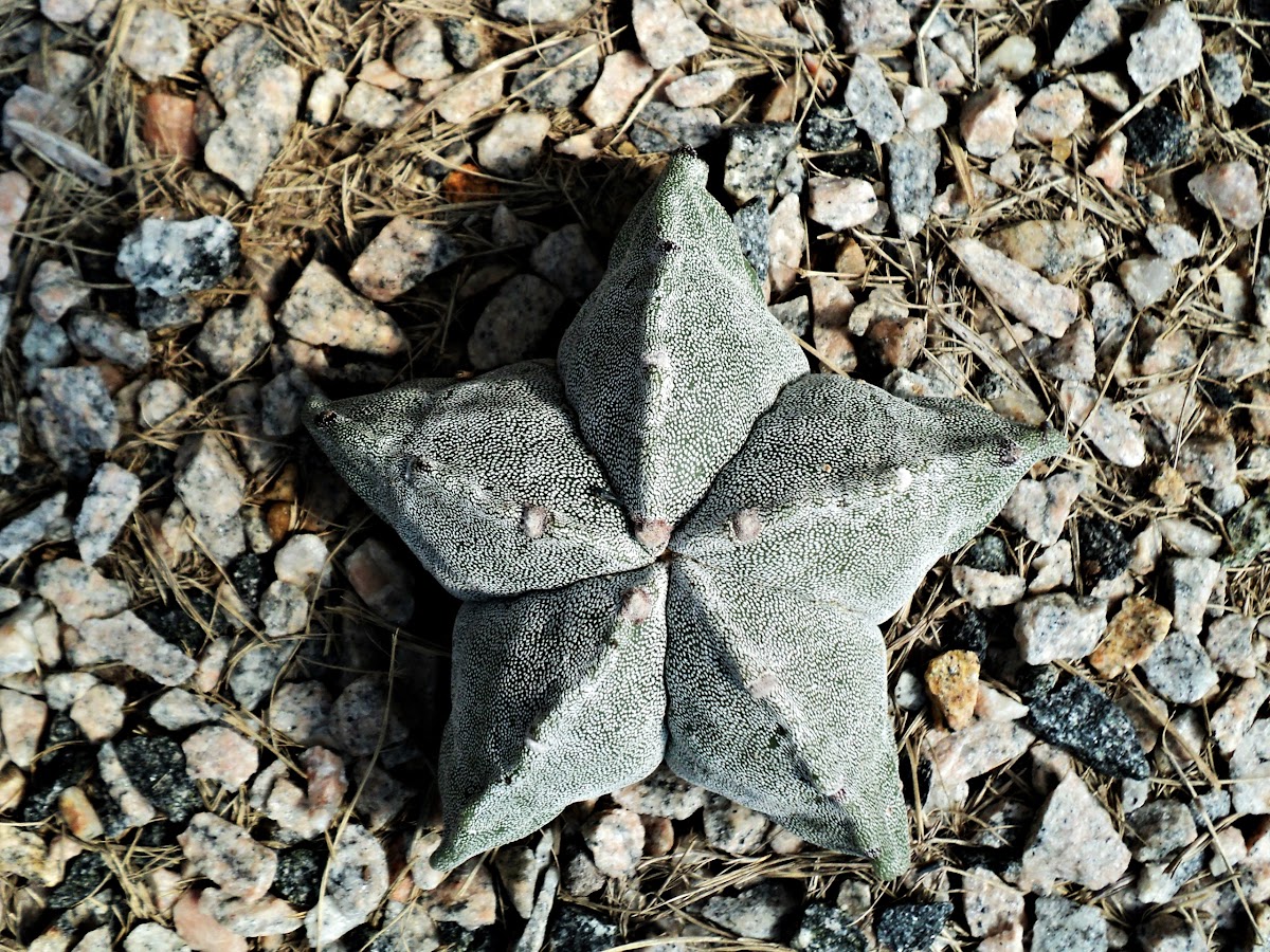 Star cacti