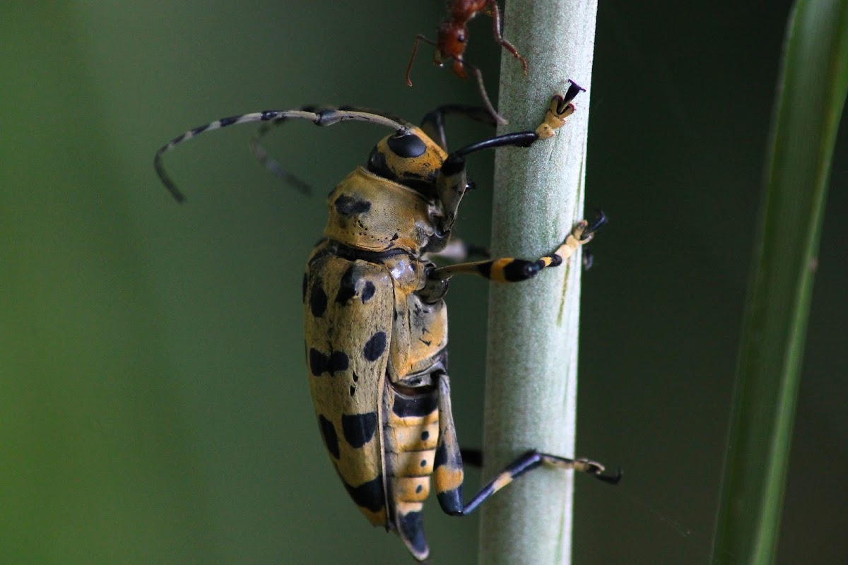 Longhorn beetle