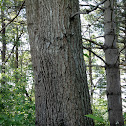 Eastern Black Oak