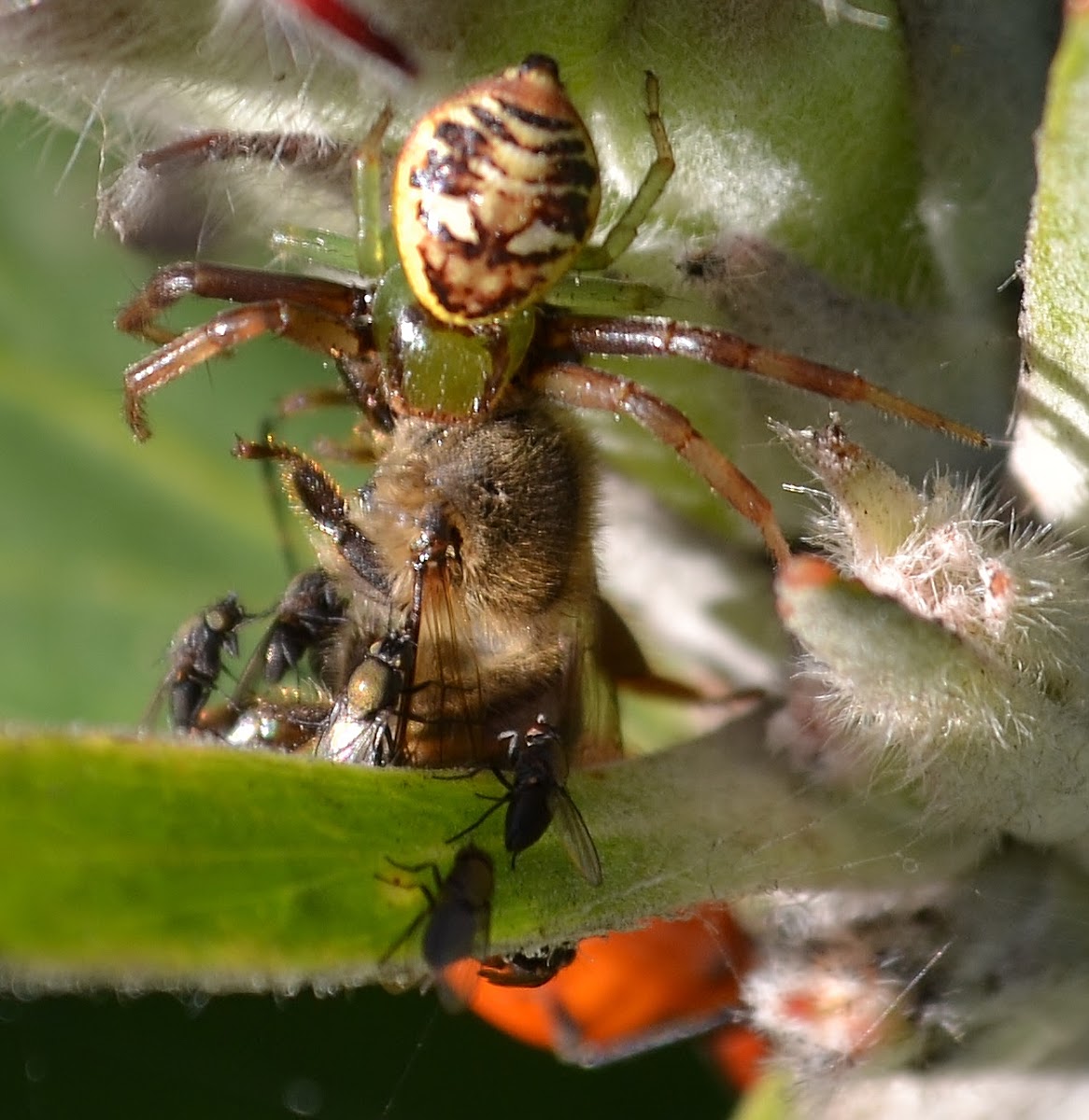 African Mask Crab Spider Project Noah