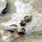 New Guinea mudskipper (廣東彈塗魚)