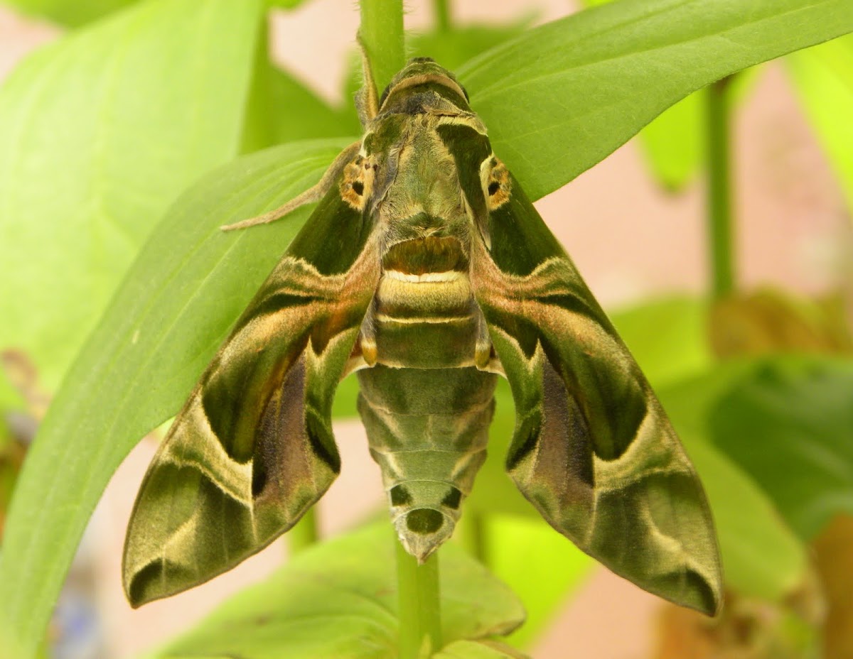 Oleander Hawk moth