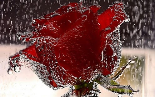 How to install Rose Wallpaper 1.01 unlimited apk for bluestacks