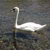 Mute swan - Cigno reale