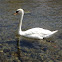 Mute swan - Cigno reale