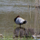 Pochard; Porrón Común