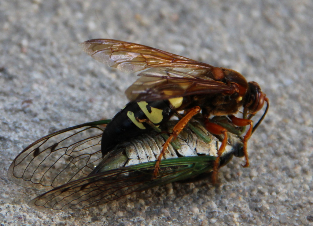 Cicada Killer Hornet