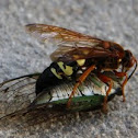 Cicada Killer Hornet
