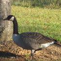 Canada Goose ( Canadian Goose)