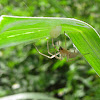 Leafcurling Sac Spider