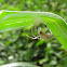 Leafcurling Sac Spider