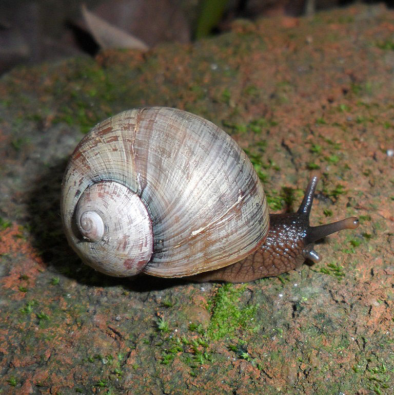 Snail - juvenile