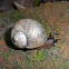 Snail - juvenile