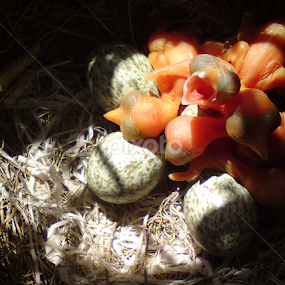 chicky by Ershad Ghaderi - Animals Birds