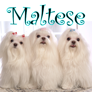 Maltese + logo