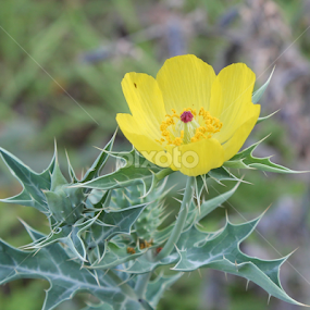 by Rathin Sarkar - Flowers Single Flower