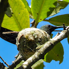 Green-throated Carib