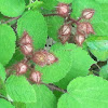 Japanese Wineberry Bush