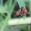 Spotted Ladybeetle