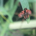 Spotted Ladybeetle