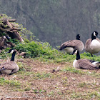 Canada Goose