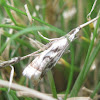 Elegant Grass-veneer Moth