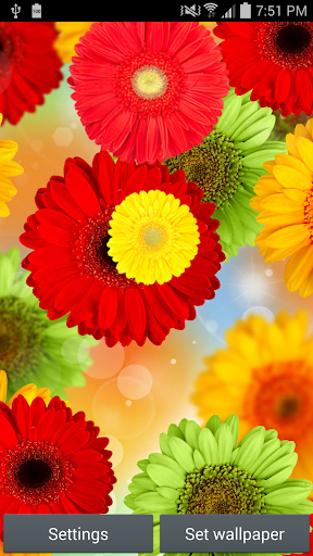 ColorFul Flowers