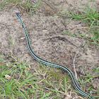 Western Ribbon Snake