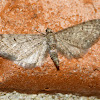 Common pug