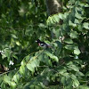 Rose breasted Grosbeak