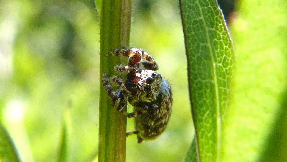 Peppered jumping spider