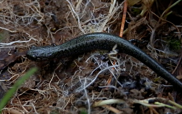 Eastern Red-backed Salamander (Lead back phase)