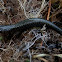 Eastern Red-backed Salamander (Lead back phase)