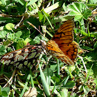 Andean Silverspot