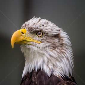 by Jean Verret - Animals Birds