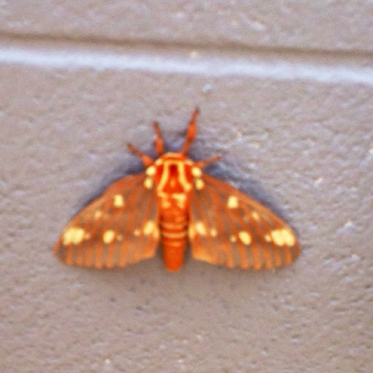 Royal Walnut Moth (aka Hickory Horned Devil)